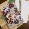 Botanicals  Message Card  [Butterfly Pansies]