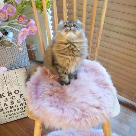 <img class='new_mark_img1' src='https://img.shop-pro.jp/img/new/icons41.gif' style='border:none;display:inline;margin:0px;padding:0px;width:auto;' />ムートン長毛円形クッション RO 直径約35cm