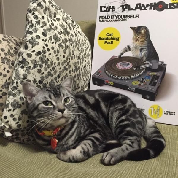 ターンテーブル型 爪とぎ Cat Scratch Turntable