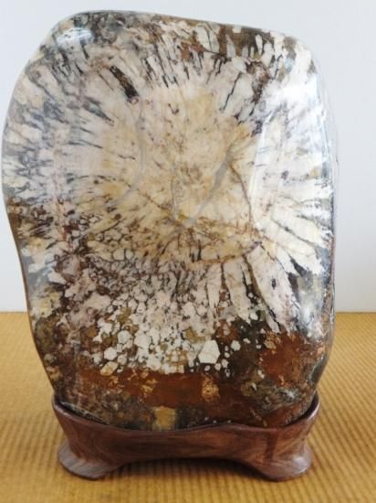 菊花石　大 桜石 2.6kg 根尾谷 菊花石 原石 赤石 紋石 碧玉 鑑賞石 自然石