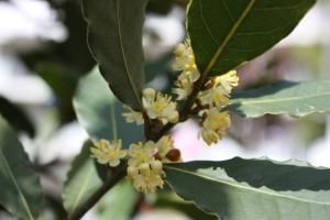 ローレルウォーター（月桂樹、ローリエ、ベイリーフの芳香蒸留水