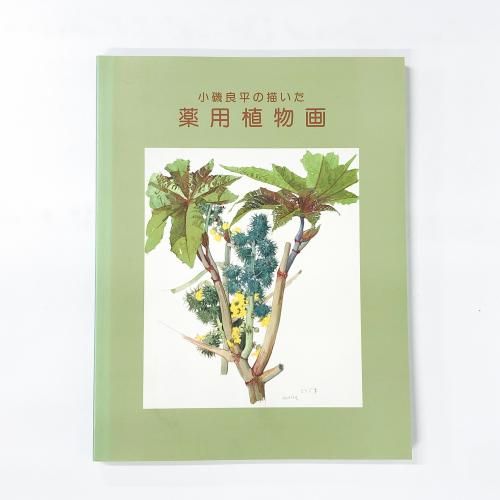 小磯良平 薬用植物図「べにばな」 アートの深読み7・小磯良平の「薬用植物画譜」｜maskam