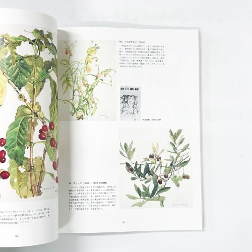 小磯良平の描いた | 薬用植物画 - ノースブックセンター