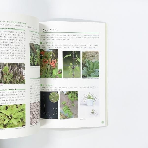 ボタニカル | デザイン | 植物のかたち、その観察 - ノース