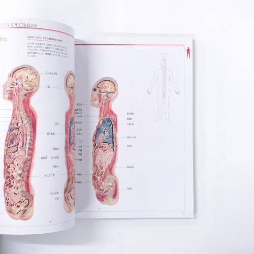 図録 人体の不思議展 2004 - 古本買取・通販 ノースブックセンター 