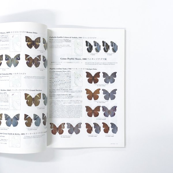 The Butterflies of thailand タイ国の蝶 Vol3 - 古本買取・通販 