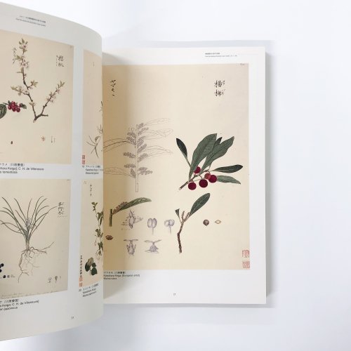 シーボルト「原色精密 日本植物図譜」 - 本