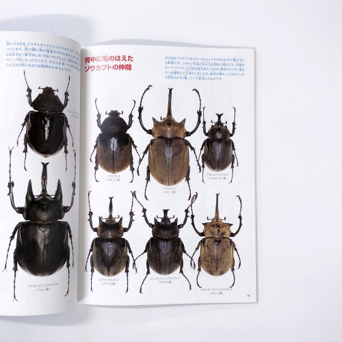 クワガタ カブトムシ 買取します！ - その他