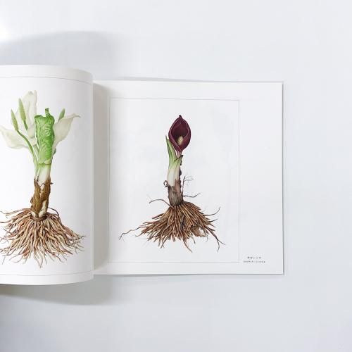 野村陽子　絵葉書集 里山の四季を描く 2025年最新】里山の四季を描くの人気アイテム - メルカリ