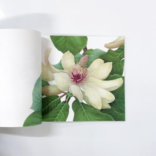 野村陽子植物細密画集Ⅰ - ノースブックセンター