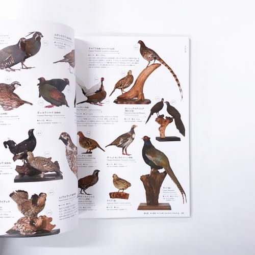 鳥類学 図録 特別展 鳥 ゲノム解析が解き明かす新しい鳥類の系統