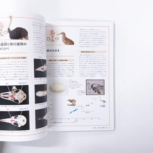 図録 | 特別展 | 鳥 | ゲノム解析が解き明かす新しい鳥類の系統