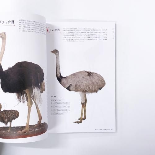 鳥類学 図録 | 特別展 | 鳥 | ゲノム解析が解き明かす新しい鳥類の系統