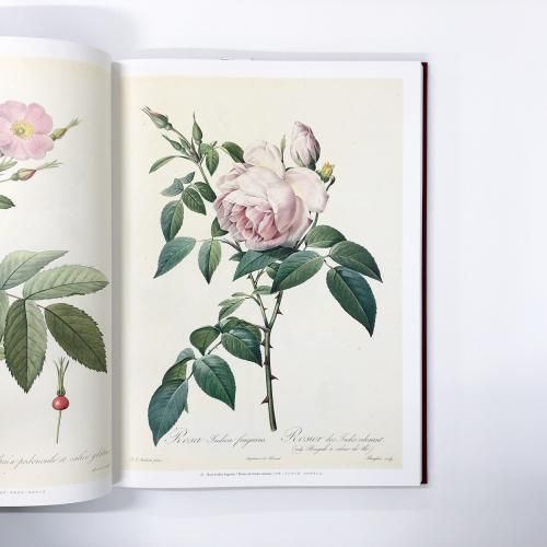 絶版 薔薇図譜 ピエールジョセフルドゥーテ