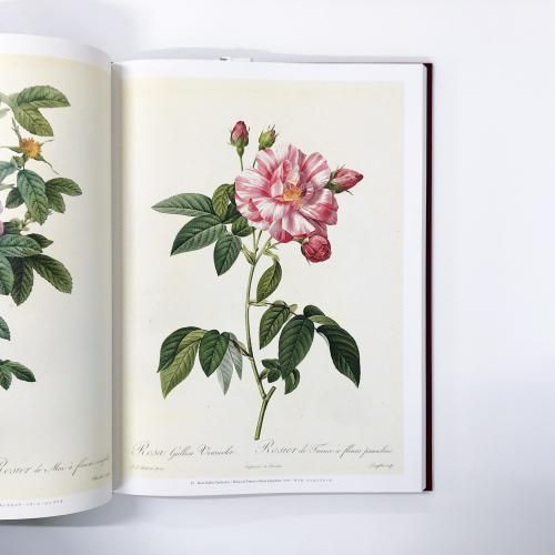 絶版　薔薇図譜　ピエールジョセフルドゥーテ 81Zw2cVOpBL._UF350,350_QL80_.jpg