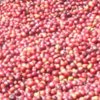 【エチオピア・モカ コチャレG1ナチュラル】 生豆220gを受注後焙煎【限定】