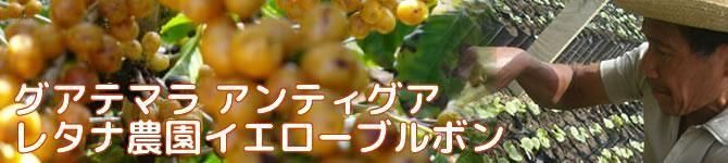 グアテマラ・レタナ農園イエローブルボン