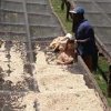 【ケニア・クワキイヌウ生産者組合】 生豆220gを受注後焙煎【数量限定】