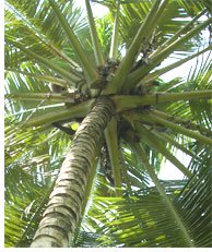 ジャングルにある椰子の木