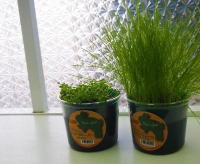 Lush Green オーツヘイ うさぎ星 大阪のうさぎ専門店 Lush Green オーツヘイ うさぎ星 大阪のうさぎ専門店