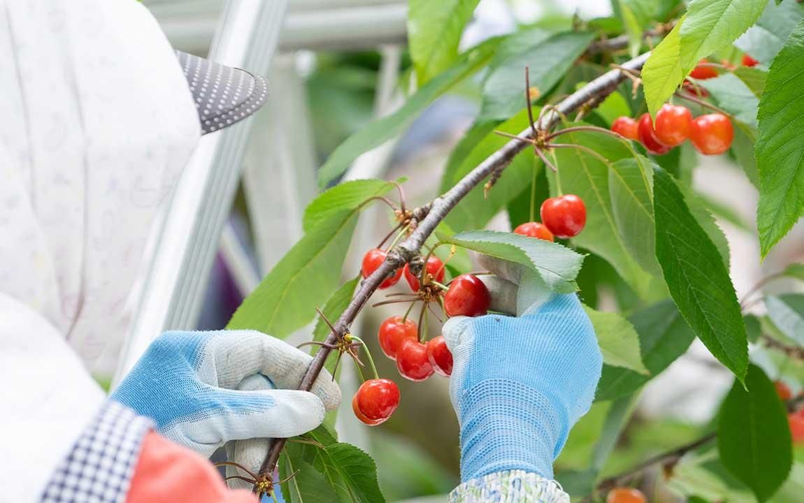 さくらんぼ 楽天市場】【終売】秋田県三関産 さくらんぼ 紅秀峰 1kg Lサイズ