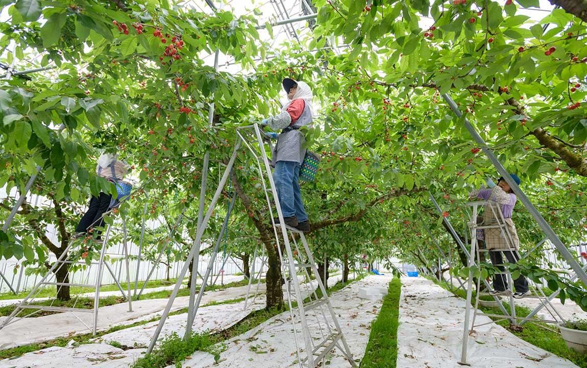 乾燥山ぶどう蔓混材、2kg セット。　　7-05 Amazon.co.jp: 山葡萄 かごバッグ 付き 内布付き 山ぶどう やま
