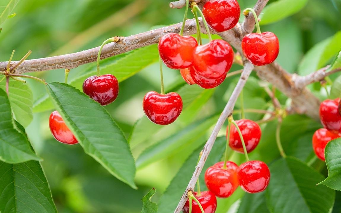 4L）ジュノハート4L(15粒入り)さくらんぼ（青森県南部町産）