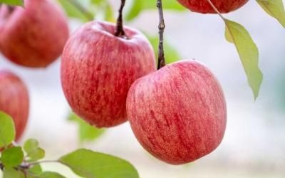 りんごページ 留長果樹園のりんご（ご家庭用りんご）