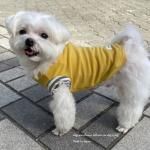 DOG'N'DOGۥॹɥ˥å