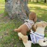 <img class='new_mark_img1' src='https://img.shop-pro.jp/img/new/icons13.gif' style='border:none;display:inline;margin:0px;padding:0px;width:auto;' />DOG'N'DOG<br>å<br>ϡͥ