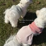 <img class='new_mark_img1' src='https://img.shop-pro.jp/img/new/icons13.gif' style='border:none;display:inline;margin:0px;padding:0px;width:auto;' />DOG'N'DOGۥեɥ쥹