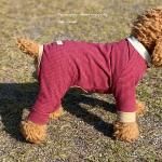 <img class='new_mark_img1' src='https://img.shop-pro.jp/img/new/icons13.gif' style='border:none;display:inline;margin:0px;padding:0px;width:auto;' />DOG'N'DOGۥեåȥѡ