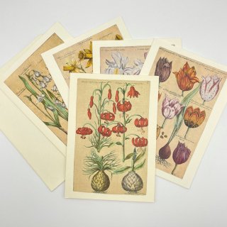ボタニカルアートカード　５枚セット　植物