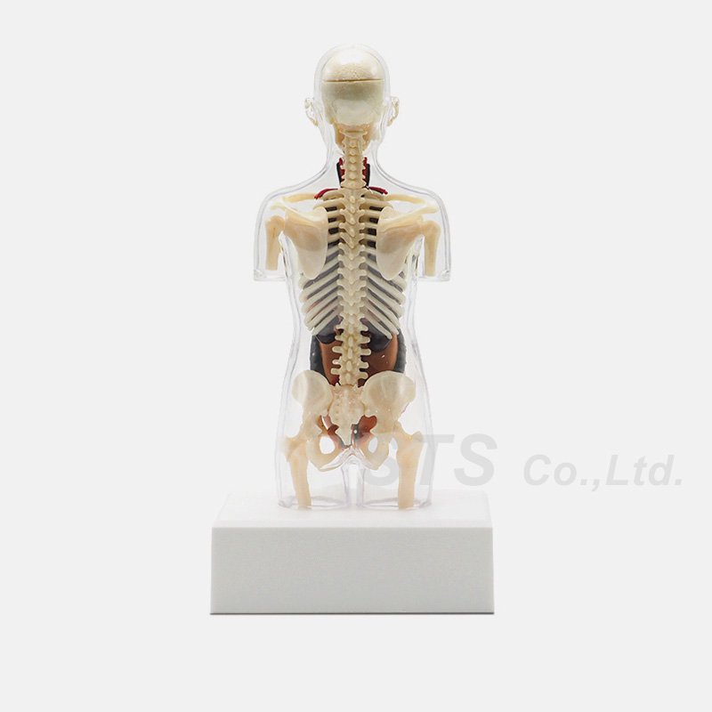Supreme - Female Anatomy Model - UG.SHAFT