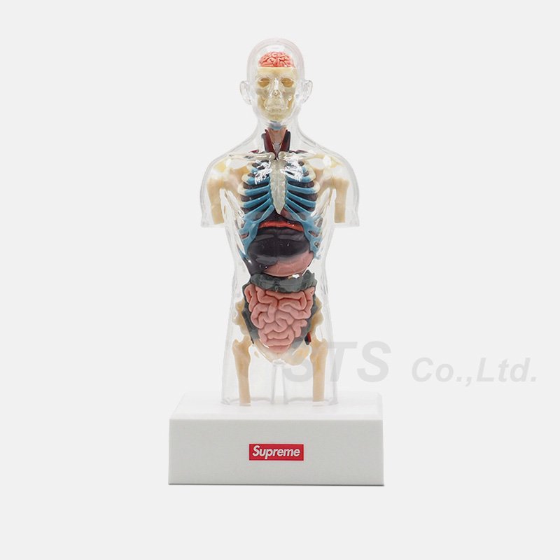Supreme anatomy model 人体模型 女 男 セット