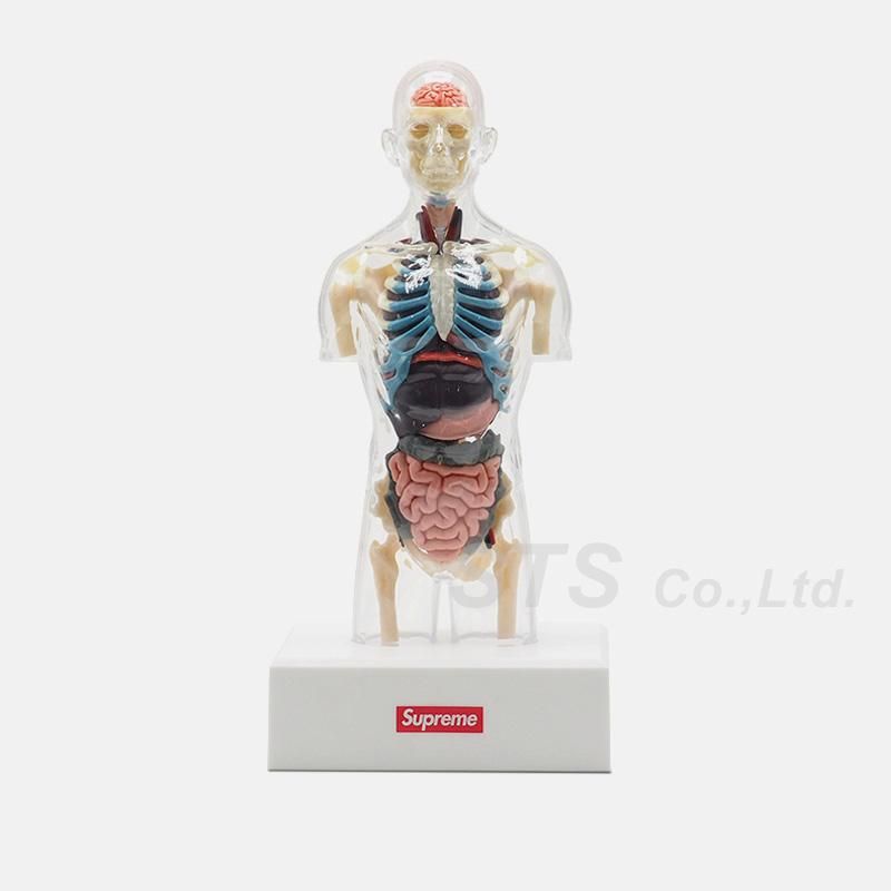 模型/プラモデルSupreme male Anatomy Model - 模型/プラモデル