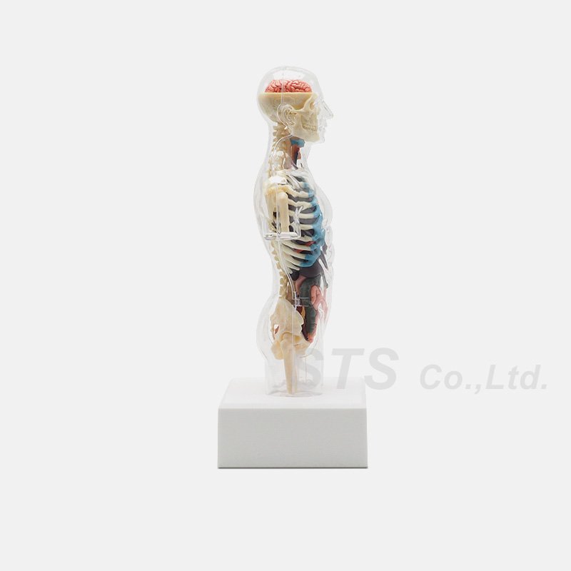 Supreme - Male Anatomy Model - UG.SHAFT