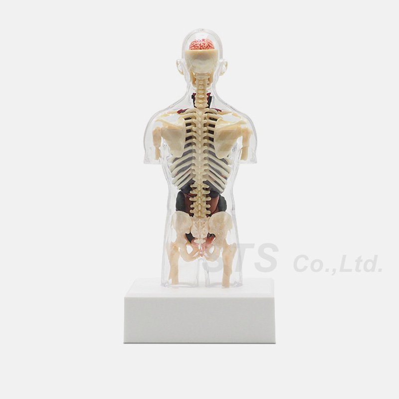模型/プラモデルSupreme male Anatomy Model - 模型/プラモデル