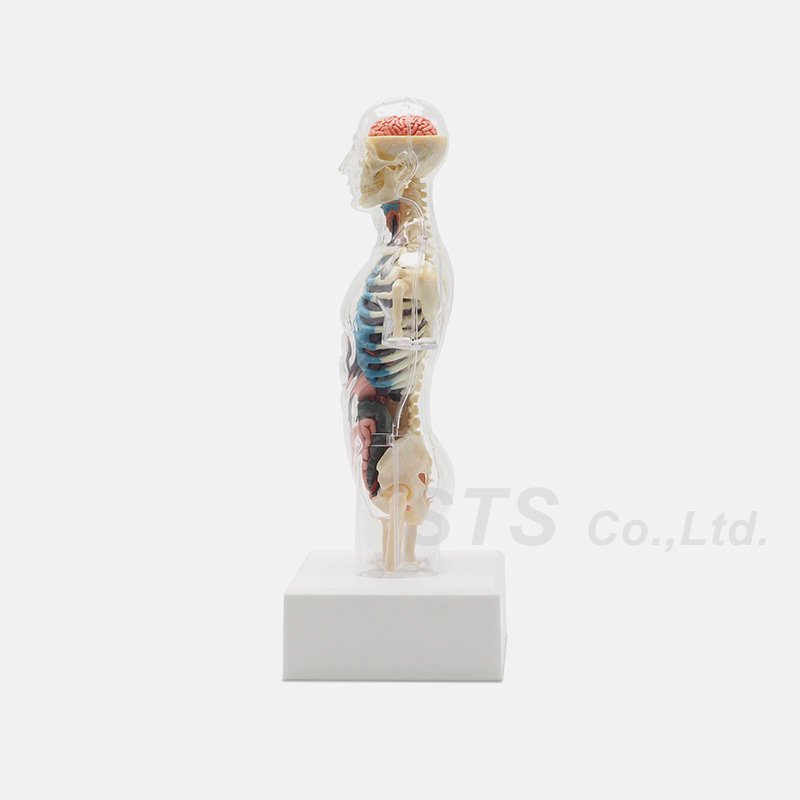 Supreme - Male Anatomy Model - UG.SHAFT