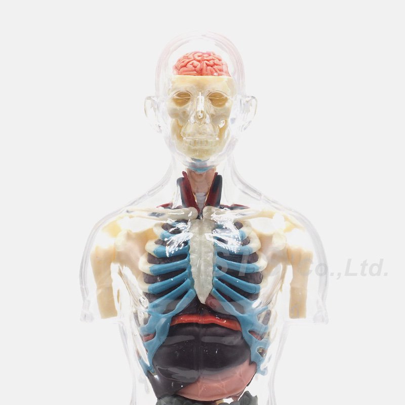 Supreme - Male Anatomy Model - UG.SHAFT