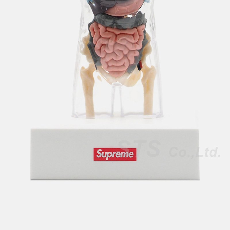 Supreme - Male Anatomy Model - UG.SHAFT