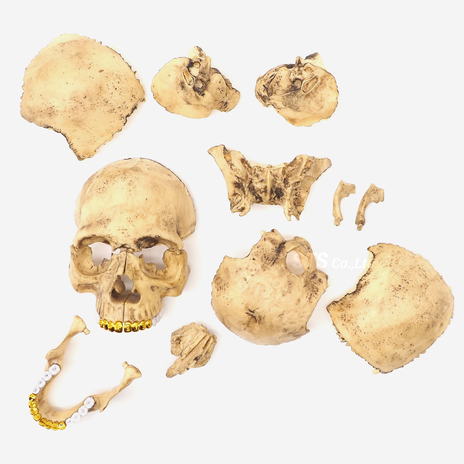 Supreme - 4D Model Human Skull | 頭蓋骨の模型パズル - UG.SHAFT