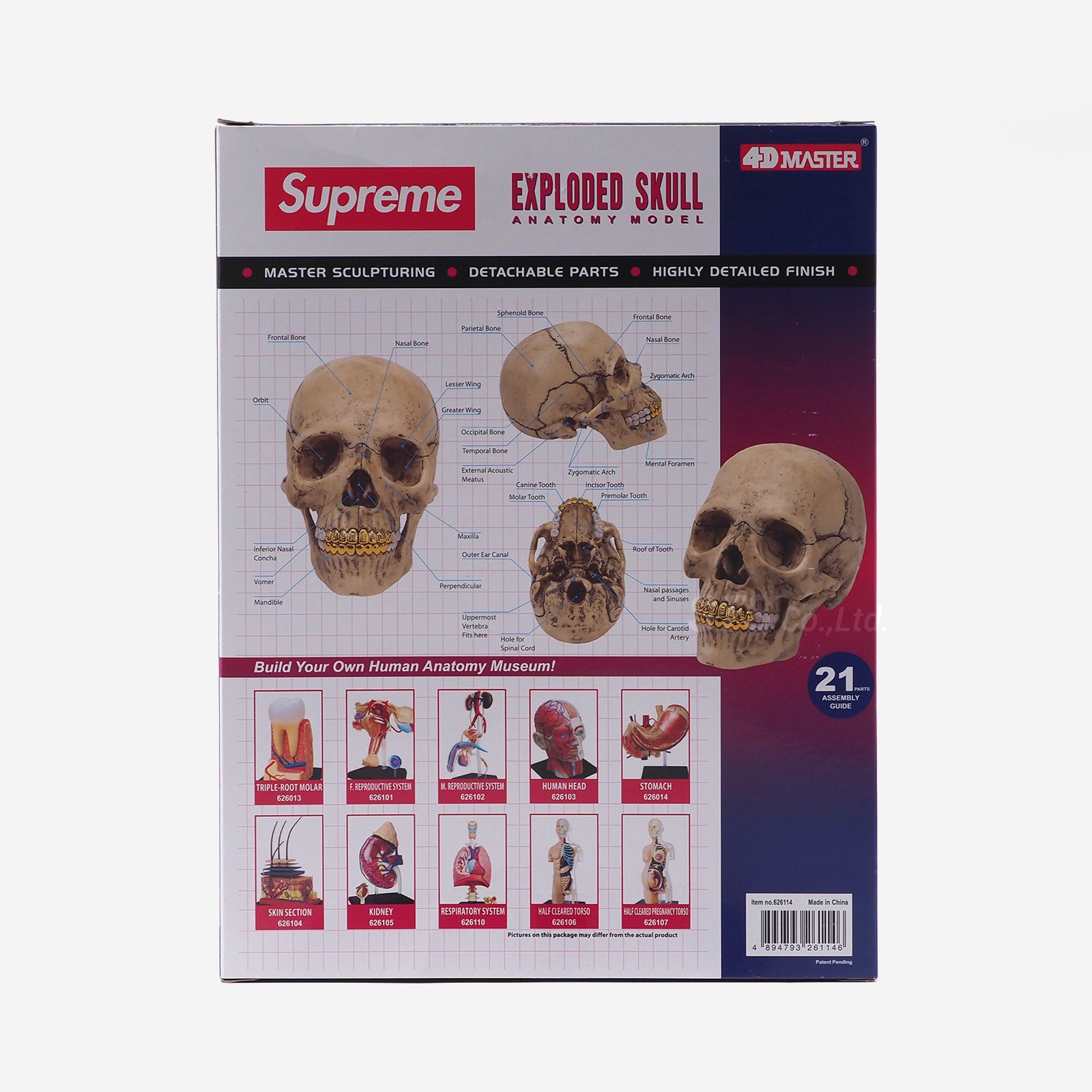 Supreme - 4D Model Human Skull | 頭蓋骨の模型パズル - UG.SHAFT